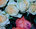 Very pretty colorful glowing roses close up Royalty Free Stock Photo