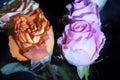 Very pretty colorful glowing roses close up Royalty Free Stock Photo