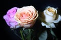 Very pretty colorful glowing roses close up Royalty Free Stock Photo