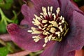 the very nice colorful hellebore spring garden flower with close up