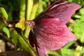 the very nice colorful hellebore spring garden flower with close up