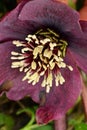 the very nice colorful hellebore spring garden flower with close up