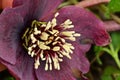 the very nice colorful hellebore spring garden flower with close up