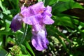 Very nice colorful iris close up in my garden Royalty Free Stock Photo