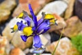 Very nice colorful iris close up in my garden Royalty Free Stock Photo