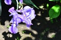 Very nice colorful iris close up in my garden Royalty Free Stock Photo