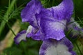 very nice colorful iris flower from close in my garden Royalty Free Stock Photo