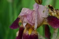 very nice colorful iris flower from close in my garden Royalty Free Stock Photo