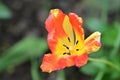 The very nice colorful spring garden tulip flower close up view in my garden Royalty Free Stock Photo