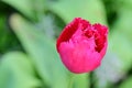 The very nice colorful spring garden tulip flower close up view Royalty Free Stock Photo