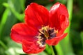 The very nice colorful spring garden tulip flower close up view in my garden Royalty Free Stock Photo