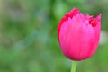 The very nice colorful spring garden tulip flower close up view Royalty Free Stock Photo