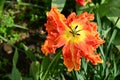 very nice colorful spring garden tulip flower in the sunshine Royalty Free Stock Photo