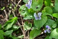 very nice colorful spring little violet blossom in the sunshine