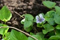 very nice colorful spring little violet blossom in the sunshine