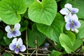 very nice colorful spring little violet blossom in the sunshine