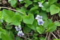 very nice colorful spring little violet blossom in the sunshine