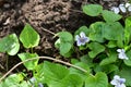 very nice colorful spring little violet blossom in the sunshine