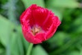 The very nice colorful spring tulip flower close up view in my garden Royalty Free Stock Photo