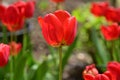 very nice colorful spring tulip in my garden in the sunshine Royalty Free Stock Photo