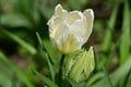 very nice colorful spring tulip in my garden in the sunshine Royalty Free Stock Photo