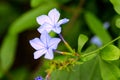 The very nice colorful summer flower ose up view