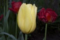 Very nice colorful tulip in my garden