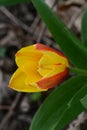 the very nice colorful tulip spring garden flower with close up Royalty Free Stock Photo