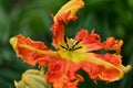 The very nice colorful tulip spring garden flower close up view Royalty Free Stock Photo