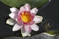 Very pretty water lily in my garden pnd Royalty Free Stock Photo