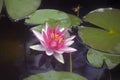 Very pretty water lily in my garden pnd Royalty Free Stock Photo