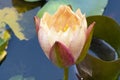 very nice colorful water lily garden flower from close in my pond Royalty Free Stock Photo