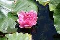 very nice colorful water lily summer flower from close in my garden Royalty Free Stock Photo