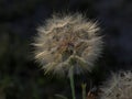 Fluff waiting for the wind Royalty Free Stock Photo