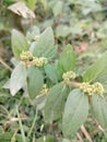 Very nice euphorbia hitra medicinal plant which is mainly used for removing asthma, control blood pressure etc