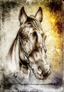 Freehand horse head pencil drawing Royalty Free Stock Photo