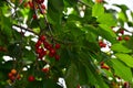 Nice green cherry close up in the sunshine Royalty Free Stock Photo