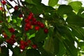 Nice green cherry close up in the sunshine Royalty Free Stock Photo