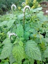 Very nice green indian heliotrope herbal medicinal plants with flowi.