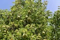 Very nice green pears on the tree close up Royalty Free Stock Photo