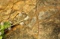 Very nice horizontal frame of cracked rock with green plant texture natural background. Royalty Free Stock Photo