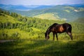 A very nice and interesting detail. One beautiful horse enjoys and free to feed on natural wealth.