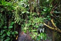 very nice jungle texture