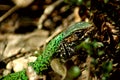 Hiding Green Lizard Royalty Free Stock Photo