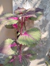 Very nice mix colourful leaves celeus plant Infront of a house garden.