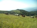 Very nice mountain horses lergand