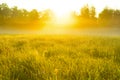 Very nice nature background. backlit shot, clear sky