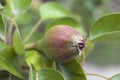 Very nice pears on the tree in my garden Royalty Free Stock Photo