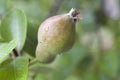 Very nice pears on the tree in my garden Royalty Free Stock Photo
