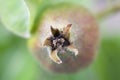 Very nice pears on the tree in my garden Royalty Free Stock Photo